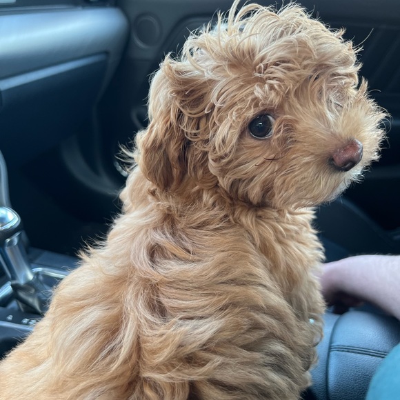 Meet your Poshers, Tracy and Taifa - Picture 8 of 14